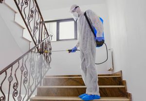 professional performing experet mold remediation