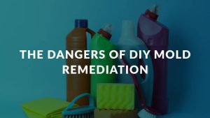 the dangers of diy mold remediation header