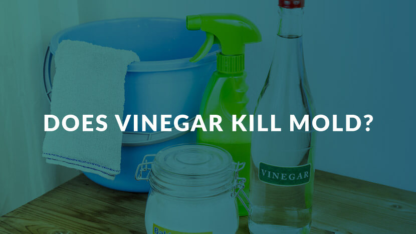 does vinegar kill mold header
