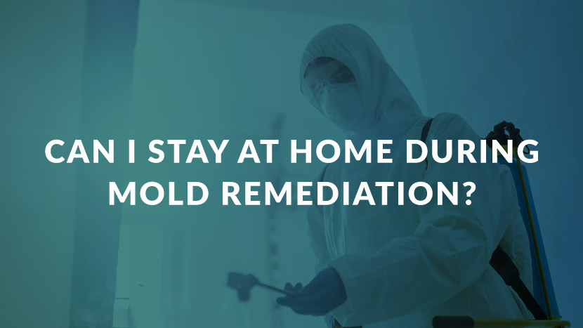 Can You Stay In Your Home During Mold Remediation Call The Experts