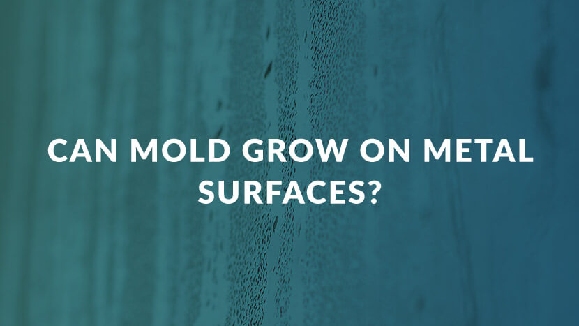 graphic with test "can mold grow on metal surfaces"?
